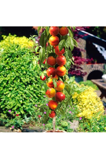 Дерево нектарину Містер Персі з великими соковитими плодами